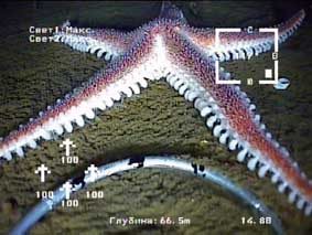 Underwater survey made by ROV GNOM in the White Sea